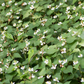 Giâp Cá, Fish Mint (Houttuynia cordata)