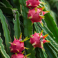 Dragon Fruit, Red 'Tricia' (Hylocereus polyrhizus)