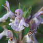 Florida Native Betony (Stachys floridana)