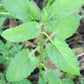 Florida Native Betony (Stachys floridana)
