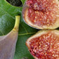 Celeste Fig