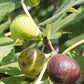 Celeste Fig