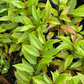 Cas Guava, Costa Rican Guava (Psidium friedrichsthalianum)