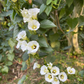 Shaman's Morning Glory, Ololiuqui (Ipomoea corymbosa)