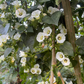 Shaman's Morning Glory, Ololiuqui (Ipomoea corymbosa)