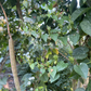 Shaman's Morning Glory, Ololiuqui (Ipomoea corymbosa)
