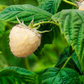 Blackberry 'Snowbank White' (Rubus)