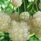 Blackberry 'Snowbank White' (Rubus)