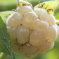 Blackberry 'Snowbank White' (Rubus)