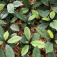 Hojas de Salat (Neea psychotrioides)