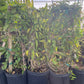 Passiflora Suberosa (Corky Stem Passion Fruit)