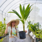 Coconut Palm Tree (Cocos nucifera)