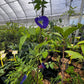 Butterfly Pea (Clitoria ternatea)