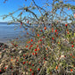 Christmasberry (Lycium carolinianum)