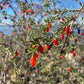 Christmasberry (Lycium carolinianum)