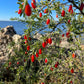 Christmasberry (Lycium carolinianum)