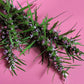 Siberian Motherwort (Leonurus sibiricus)