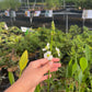 Duck Potato (Sagittaria latifolia)
