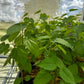 Mulberry 'Everbearing' (Morus nigra)