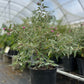 Florida Native Tea Bush (Melochia tomentosa)