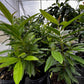 Allspice (Pimenta dioica)