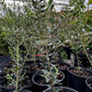 Olive 'Arbequina' (Olea europea)