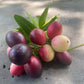 Karanda, Bengal Currant (Carissa carandas)
