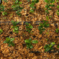 Karanda, Bengal Currant (Carissa carandas)