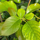 Avocado 'Choquette' (Persia americana)