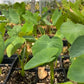 Malanga (Xanthosoma sagittifolium)