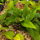 Yanang, Grass Jelly Vine (Tiliacora triandra)