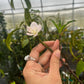 Peach 'Tropic Beauty' (Prunus persica)