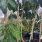 Noni (Morinda citrifolia)