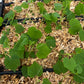 Mouse Melon (Melothria scabra)