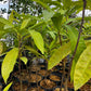 Canistel Seedling (Pouteria campechiana)
