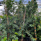 Surinam Cherry (Eugenia uniflora)