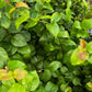 Surinam Cherry (Eugenia uniflora)