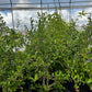 Barbados Cherry (Malpighia emarginata)