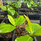 Black Sapote, Seedling (Diospyros nigra)