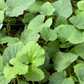 Dosakai (Cucumis melo var. chito)