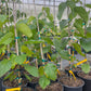 Mulberry 'Skinner' (Morus macroura var. Skinner)