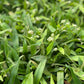 Beijing Grass (Murdannia loriformis)