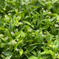 Beijing Grass (Murdannia loriformis)