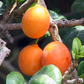 Imbe (Garcinia livingstonei)