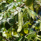 Ice Cream Bean, Feuileei (Inga feuilleei)