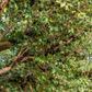 Jabuticaba (Plinia cauliflora)