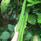 Jackbean (Canavalia ensiformis)