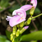 Jackbean (Canavalia ensiformis)