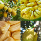 Jackfruit Tree Bundle: 'Golden Nugget' & 'Orange Crush'