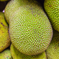 Jackfruit ‘Orange Crush’ (Artocarpus heterophyllus)